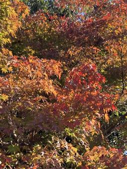 かえでの紅葉 紅葉,秋,かえでの写真素材
