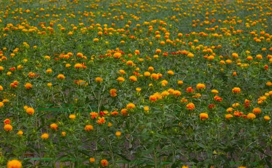 Photo, safflower, benbana, flower, 
