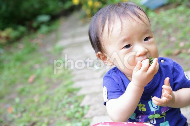 イチゴをほおばる赤ちゃん 子供,赤ちゃん,幼児の写真素材