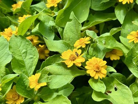 メランポジウム(メランポジューム)の花 メランポジウム,メランポジューム,花の写真素材