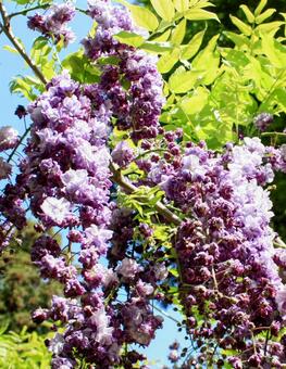 藤の花 藤棚,藤の花,紫の花の写真素材
