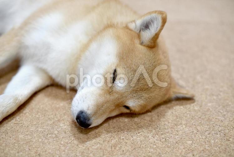 柴犬・睡眠 柴犬,柴,犬の写真素材