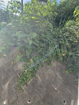 生い茂る緑の写真