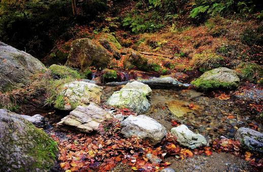 小川の石と落ち葉 自然,小川,石の写真素材