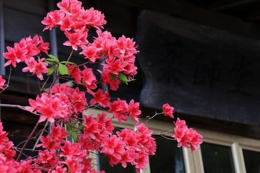 黒背景のつつじが美しい 黒背景のつつじが美しいの写真
