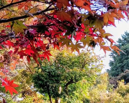 紅葉　観音寺境内　千葉県柏市 紅葉,秋,観音寺の写真素材