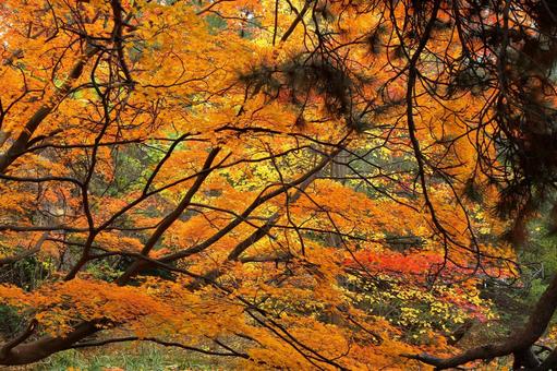 北海道庁前庭池の黄葉２ 黄葉,紅葉,秋模様の写真素材