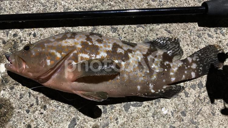 有明海で釣り上げたキジハタ（夜釣り） きじはた,キジハタ,釣果の写真素材
