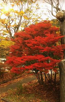 紅葉 紅葉の写真