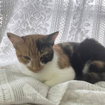 今にも寝ちゃう 今にも寝ちゃう 昼寝,可愛い,猫の写真素材