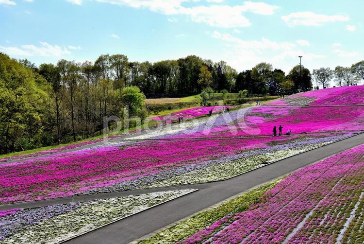 市貝の芝桜（栃木） 芝桜,風景,春の写真素材