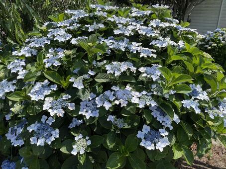 あじさい あじさい,植物,紫の写真素材