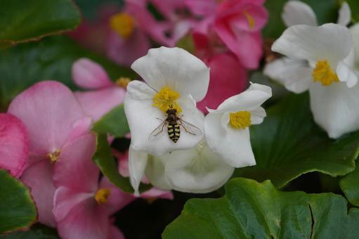 虫 虫,はち,ミツバチの写真素材