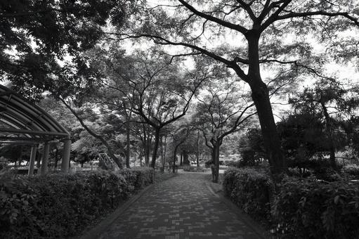 木場公園 木場公園 木場公園,公園,モノクロの写真素材