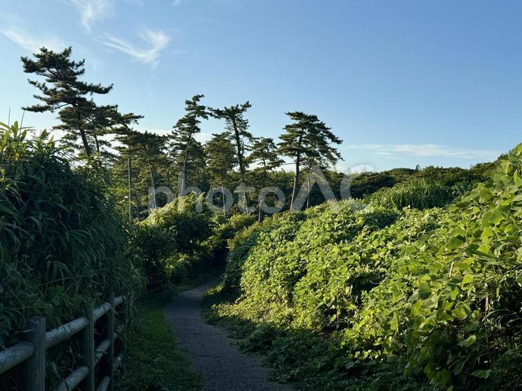 荒磯遊歩道　日本海沿いの雑木林の抜け道 木々,雑草,抜け道の写真素材