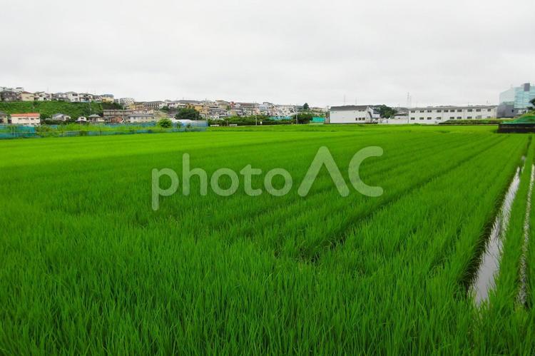 田んぼ4(神奈川県横浜市にて) 田んぼ,稲作,米作りの写真素材