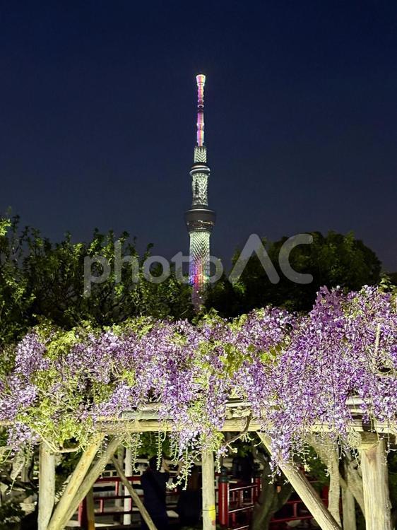 夜の亀戸天神社　藤棚 木,夜,ライトアップの写真素材