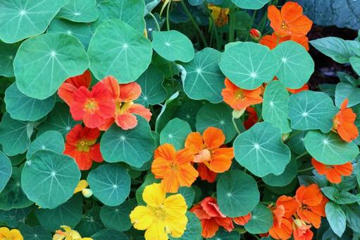 ナスタチウム3 ナスタチウム3 キンレンカ,植物,葉の写真素材