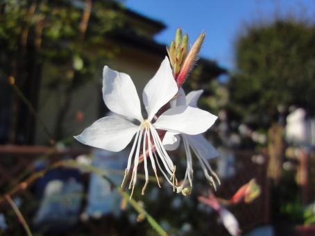 白い花 白い花の写真