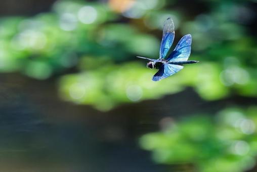A male butterfly dragonfly with a striking blue color, JPG A male butterfly dragonfly with a striking blue color, JPG
