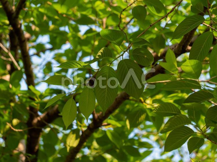鮮やかな春の桜の葉 鮮やか,綺麗,美しいの写真素材