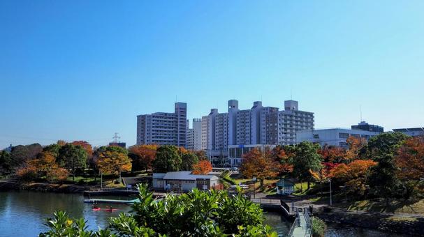 秋の新左近川の紅葉(江戸川区・葛西地区) 秋の新左近川の紅葉(江戸川区・葛西地区) 秋,紅葉,新左近川の写真素材