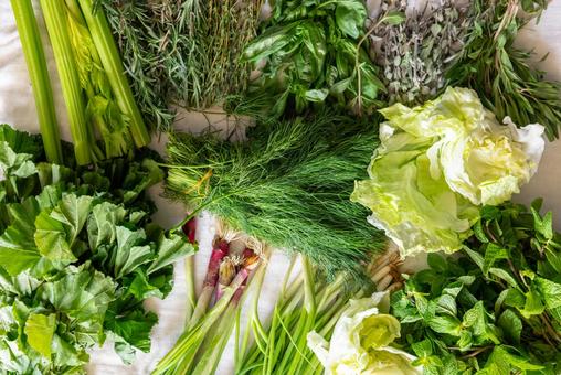 大量の緑色の野菜やハーブ  大量の緑色の野菜やハーブ  野菜,ハーブ,おかのりの写真素材