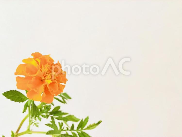 マリーゴールド マリーゴールド,花,植物の写真素材