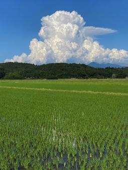 6月の入道雲 6月の入道雲 入道雲,積乱雲,田んぼの写真素材