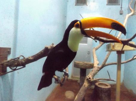 オニオオハシ 日本平動物園,動物園,動物の写真素材