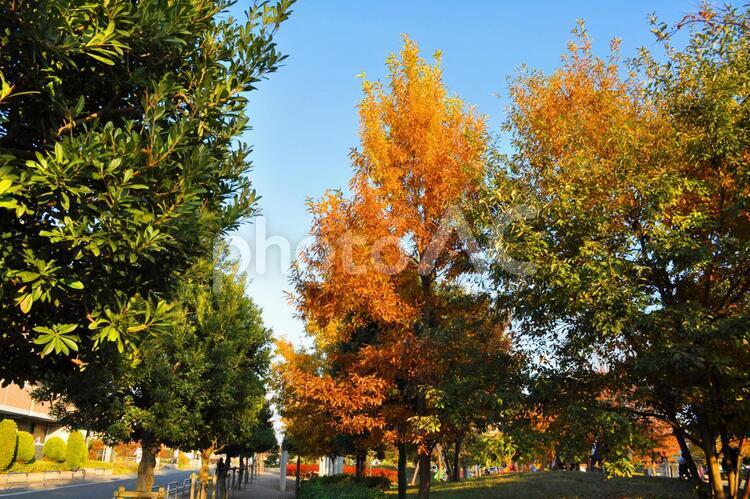 公園の樹木　紅葉　 紅葉,秋,樹木の写真素材