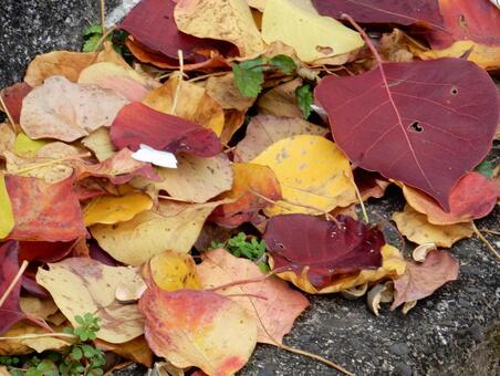 【風景写真】晩秋の風景 落ち葉,植物,季節の写真素材