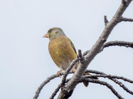 枝にとまるカワラヒワ 枝にとまるカワラヒワの写真