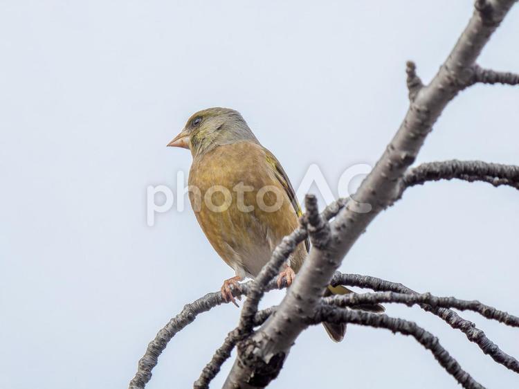 枝にとまるカワラヒワ カワラヒワ,野鳥,鳥の写真素材