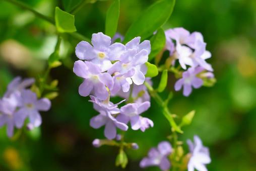 8月中旬の庭の陽の当たるデュランタの花 8月中旬の庭の陽の当たるデュランタの花の写真