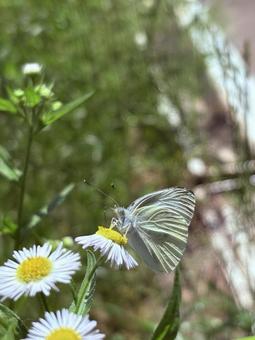 モンシロチョウの写真