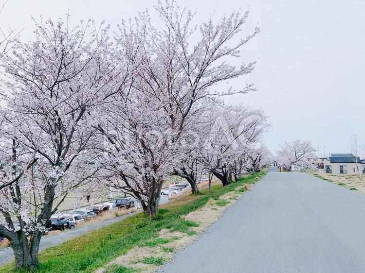 桜並木 桜,春,風景の写真素材