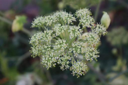 未来への希望の写真