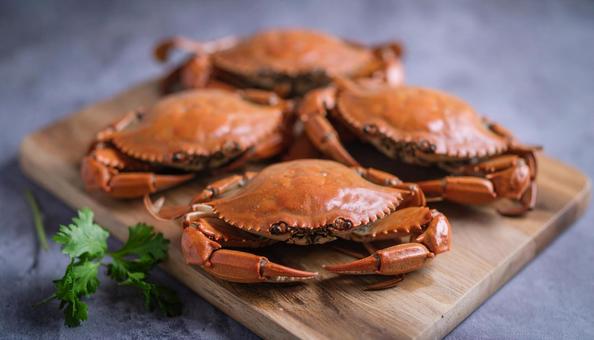 ワタリガニの写真