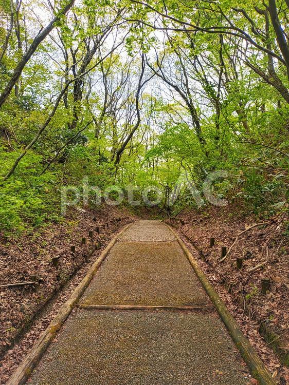 森の中の道 森,林,木の写真素材