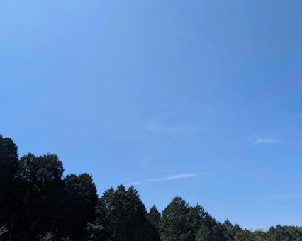 美しい青い空と森 美しい青い空と森の写真