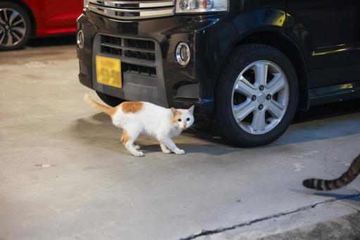 Photo, territory, stray cat, kitten, 