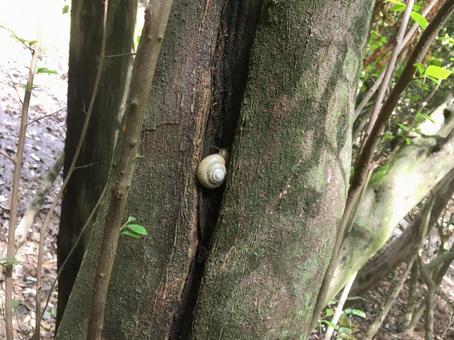 かたつむり かたつむりの写真