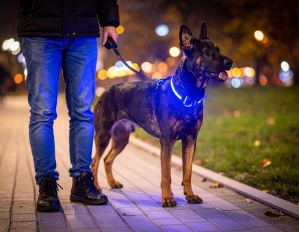 犬用光る首輪 犬用光る首輪の写真