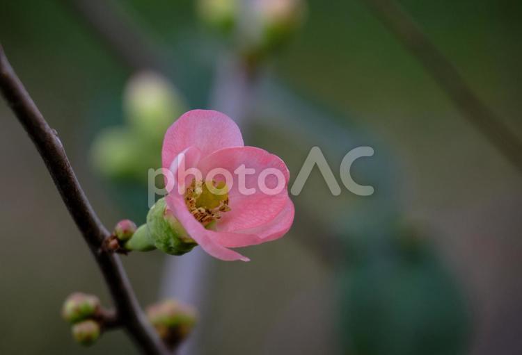 風景素材　早春に咲く可愛いボケの花 風景,冬の風景,木瓜の写真素材
