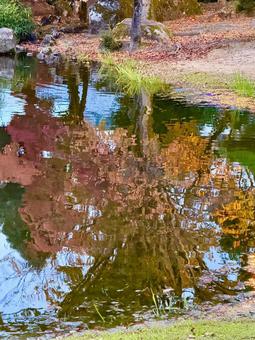 秋の夕方　福井県紫式部公園 紫式部公園,福井県,庭園の写真素材