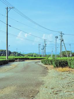 茶畑の道 茶畑の道 茶畑,お茶,静岡の写真素材