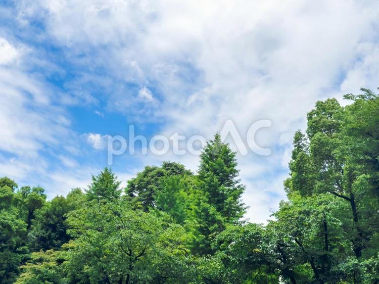 夏の青空と深緑の森 夏の空,青空と雲,緑豊かな森の写真素材