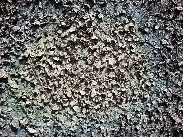 塀にこびり付いた枯れ蔓草 蔓草,こびり付いた,枯れたの写真素材