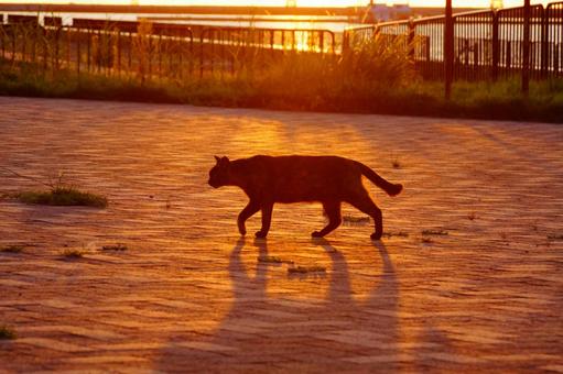 ねこ ねこ,野良,動物の写真素材